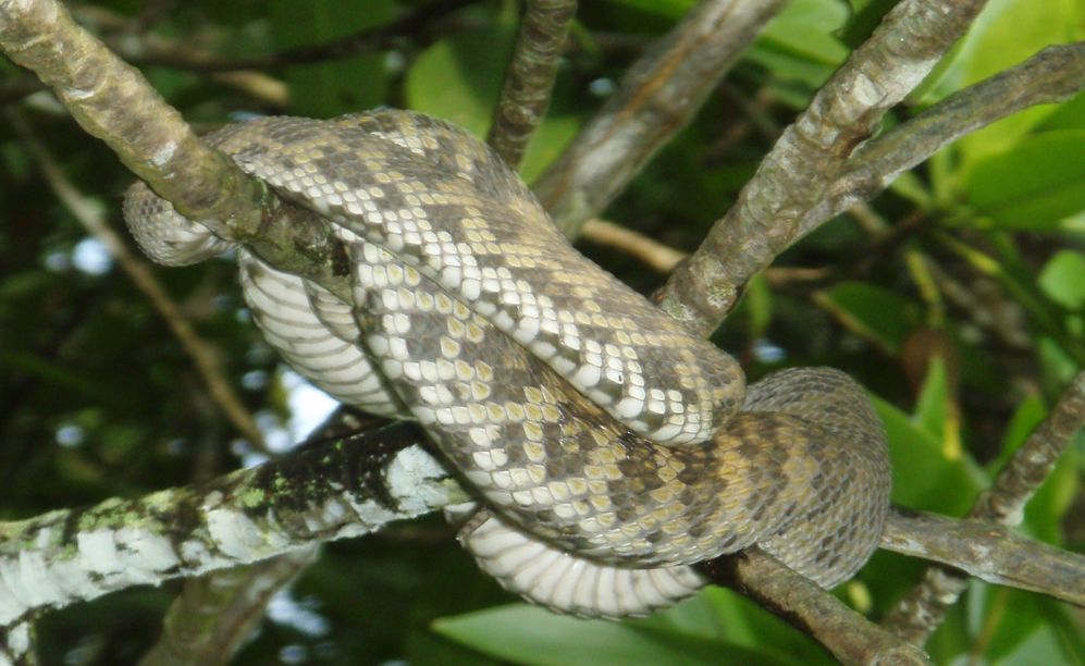Cryptelytrops purpureomaculatus